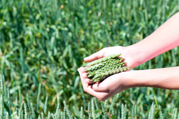 молодая девушка руки, держа зеленые стебли пшеницы - human hand merchandise wheat farmer стоковые фото и изображения