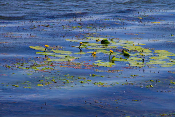 istock Yellow water flowers (Nuphar Lutea) 874969050