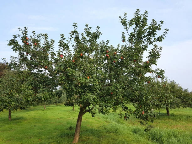 istock Hadelner Rotfranche, Rotfrance, Apple, malus, domestica 874969094