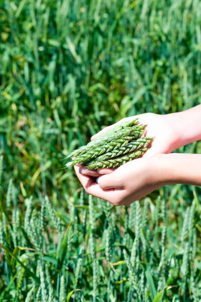 молодая девушка руки, держа зеленые стебли пшеницы - human hand merchandise wheat farmer стоковые фото и изображения