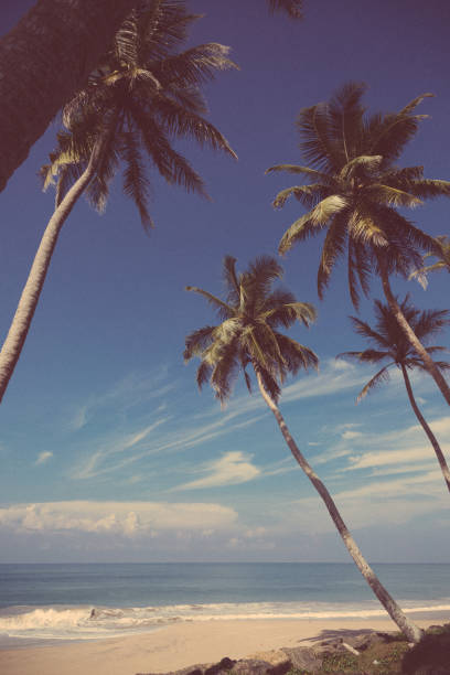 istock Coconut trees and turquoise Indian Ocean 874972666