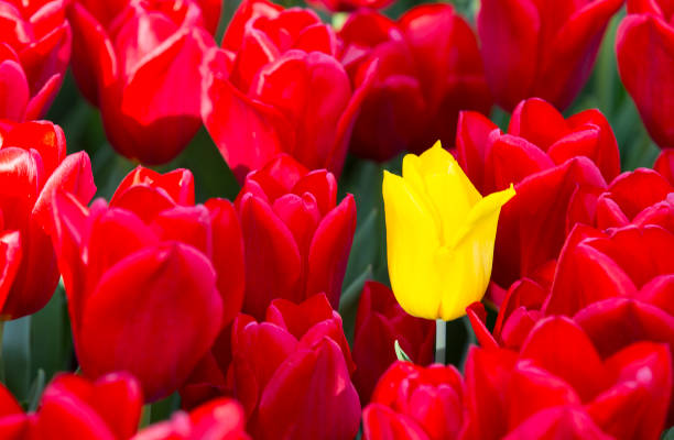 istock Bed of tulips growing in spring garden 874979354
