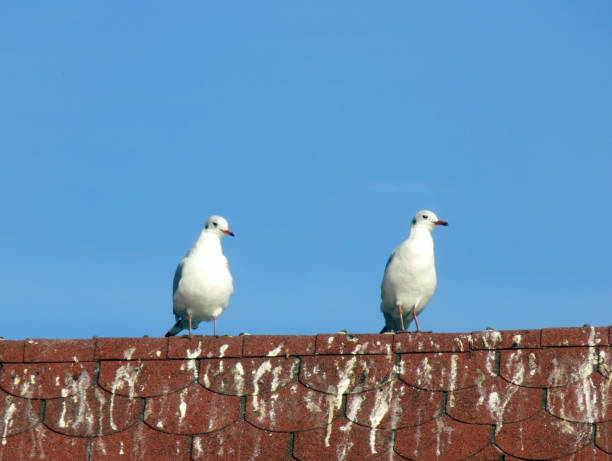 istock Two seagulls standing on the top of the roof 874979936