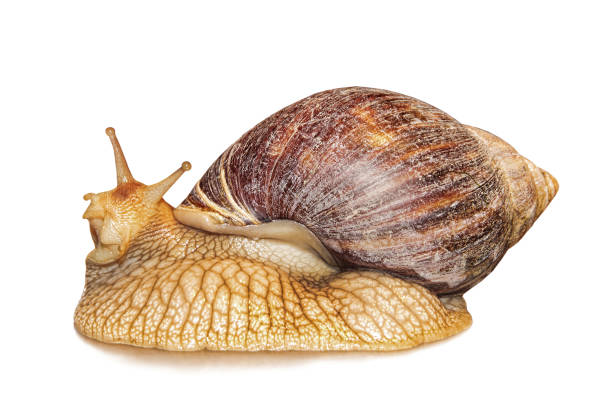 istock Achatina snail.Giant african snail isolated on white background. 874982934