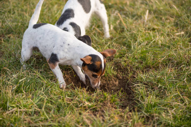 istock Dogs digs a hole - Jack Russell Terrier - 2 years old 874986010