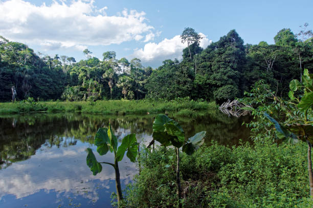 istock Beautiful jungle lake in Ecuador 874986062