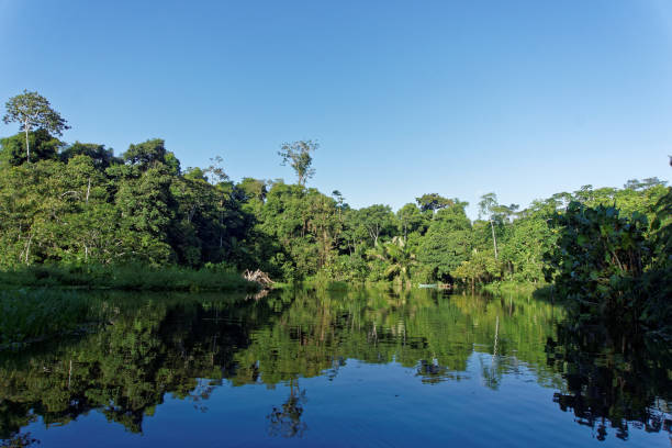istock Beautiful jungle lake in Ecuador 874986064