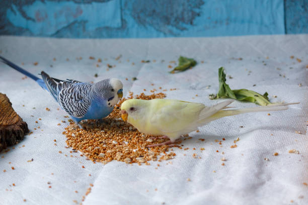 papagaio ondulado multicolorido bica grão. aves - cereais de pequeno almoço - fotografias e filmes do acervo