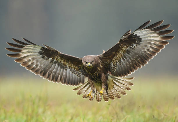 common buzzard - eurasian buzzard imagens e fotografias de stock