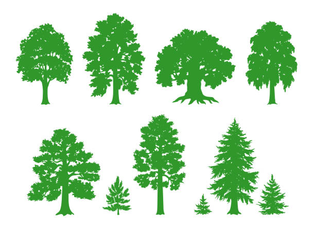 Vector silhouettes of trees vector art illustration