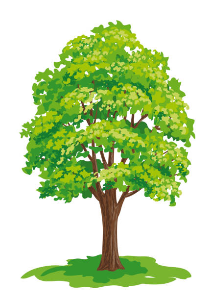 Vector drawing of maple tree vector art illustration