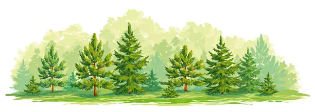 Vector illustration of Young forest of pine and fir trees- vector graphic