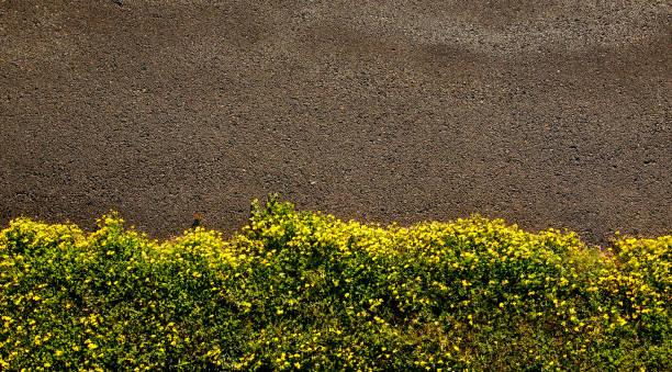 pavimento aéreo grama flores amarelas - flowerbed aerial - fotografias e filmes do acervo