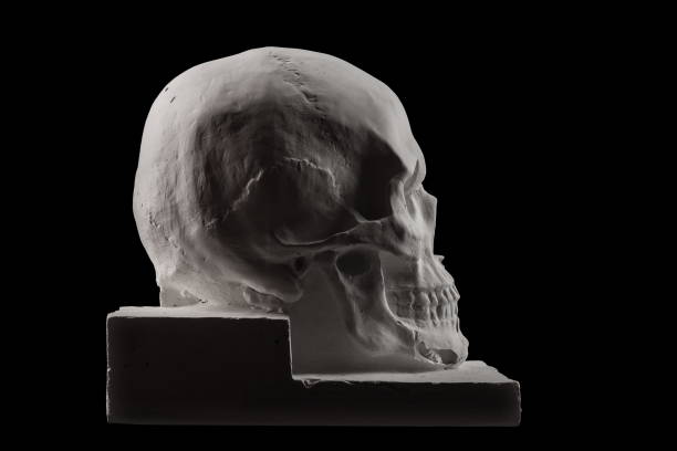 istock anatomical plaster skull bust sculpture on the black background 874997880