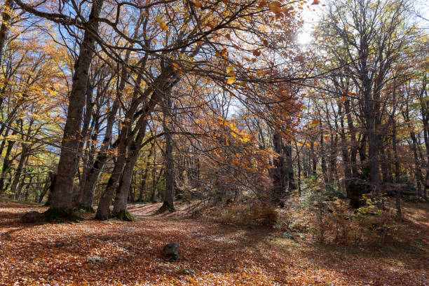 istock View of S.Antonio wood 874998372