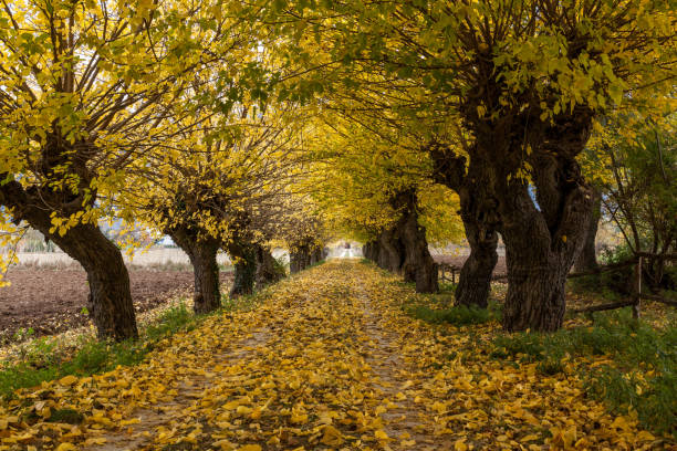 istock Colours of Abruzzo in Autum 875000736