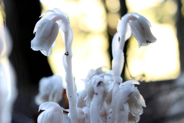 indische ghost pipe pilze - indian pipe stock-fotos und bilder