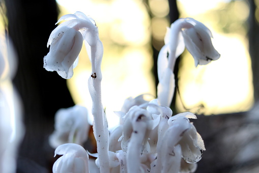 Indian Ghost Pipe Mushrooms, monotropa uniflora, found an Tyson, VT