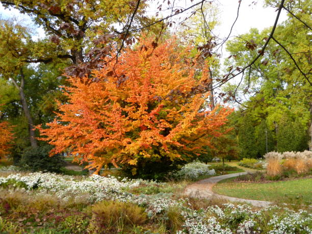 autum colours tree and bushes in a park with leafes on the ground, germany - leafes autumn grass nature imagens e fotografias de stock