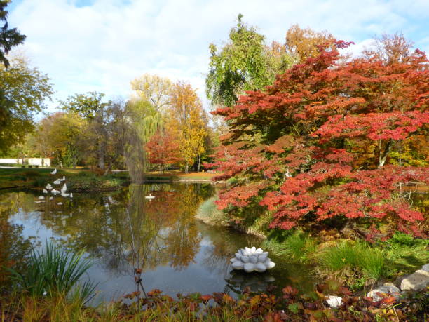 istock Autum colours tree and bushes in a park with leafes on the ground, Germany 875007872