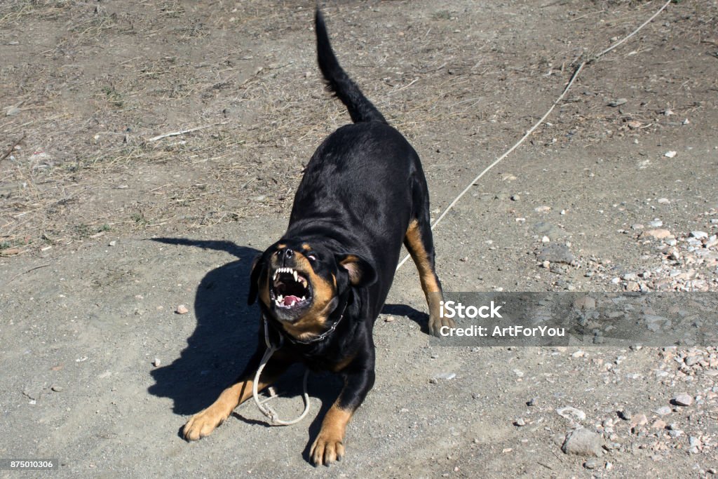 Aboiements de Rottweiler agressif et montrant les dents - garde, dangereux, Méfiez-vous - Photo de Rottweiler libre de droits