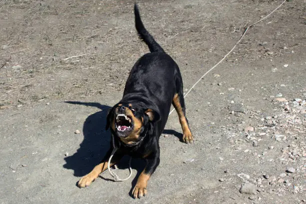 Photo of Aggressive Rottweiler Barking and Showing Teeth - Guard, Dangerous, Beware