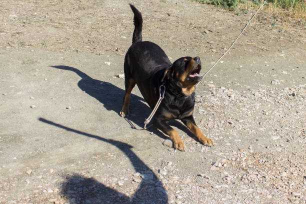 istock Big Rottweiler Looking at a Man with a Stick - Dog Training, Playing Fetch, Watchdog 875010726