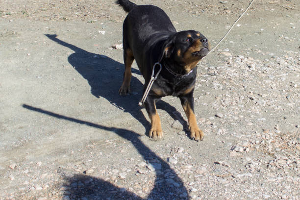 istock Rottweiler Looking at a Man with a Stick - Animal Abuse, Fetch, Thief 875011442