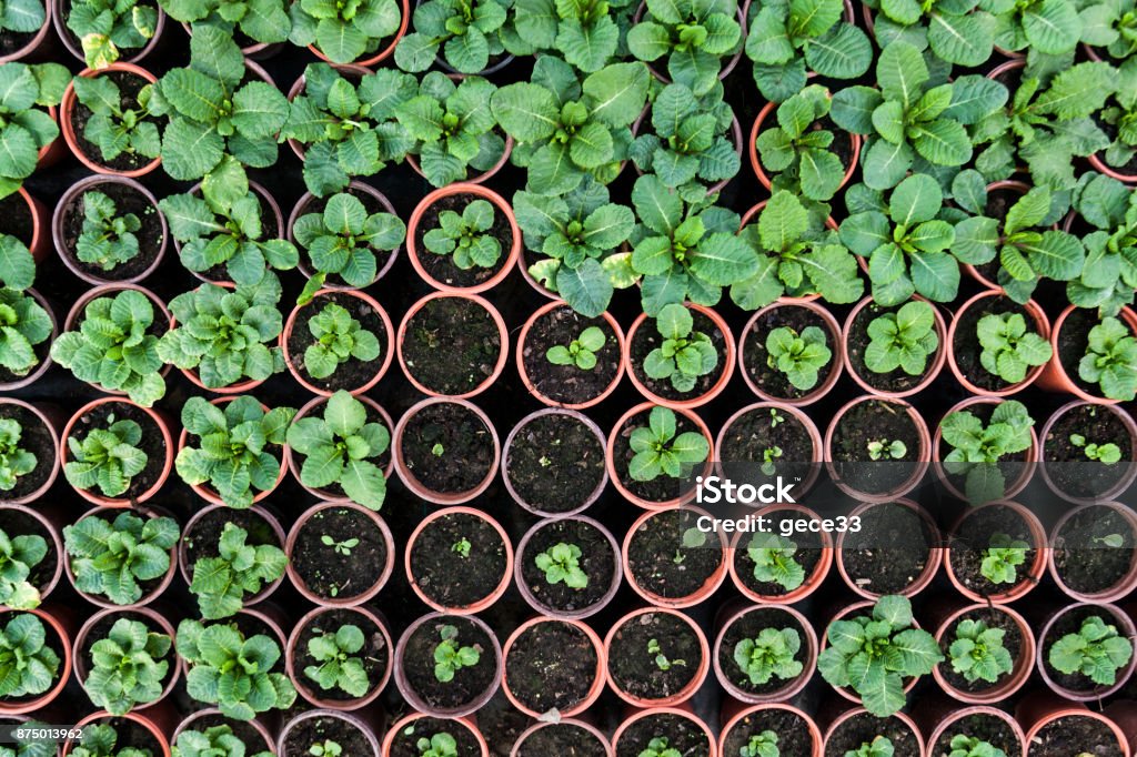 Seedling texture Circle Stock Photo