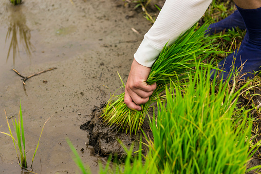Close up of a agriculture worker, just hand visible, pulling out a bunche of rice plants in the flooded field. Japan