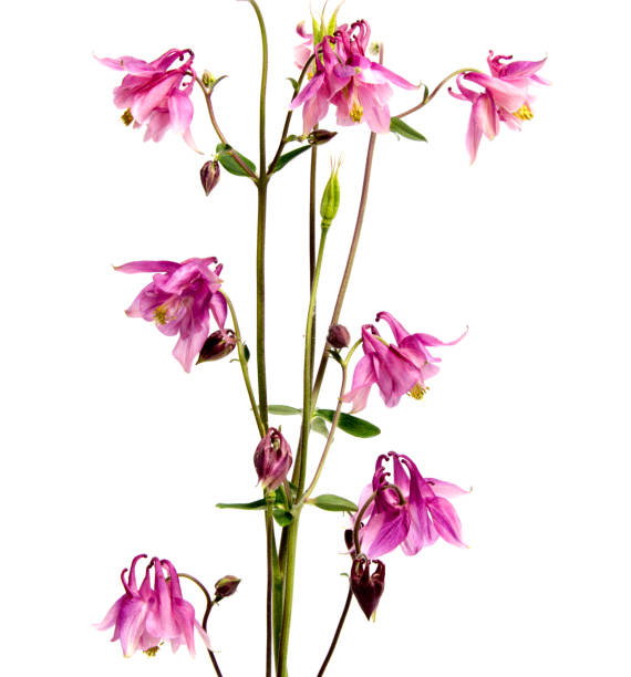 istock Beautiful daisy flowers isolated on background 875017670