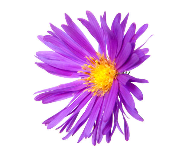 istock Colorful aster flowers isolated on white background 875018384