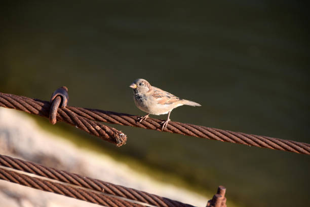 istock One sparrow standing on the metal cable by the water's edge 875021192