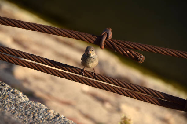istock One sparrow standing on the metal cable by the water's edge 875021204