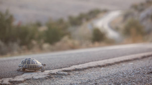 istock Turtle Walking On Single Lane Country Road Asphalt 875021340