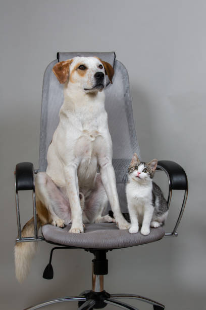istock Dog and kitten on the modern office chair 875021432