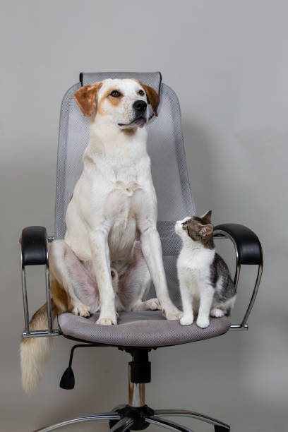 istock Dog and kitten on the modern office chair 875021458