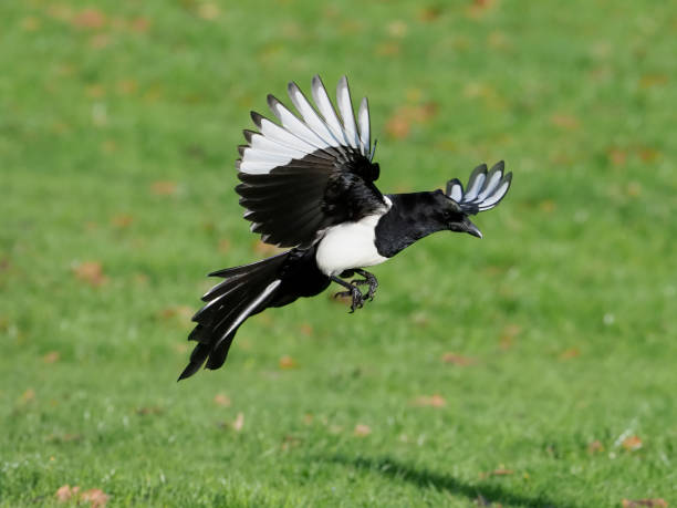 istock Magpie, Pica pica 875023774