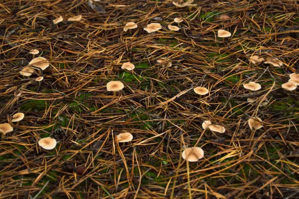 Mushrooms in the forest among pine needles
