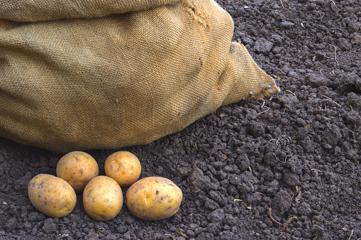 Fresh vegetarian potatoes in jute bag on ground