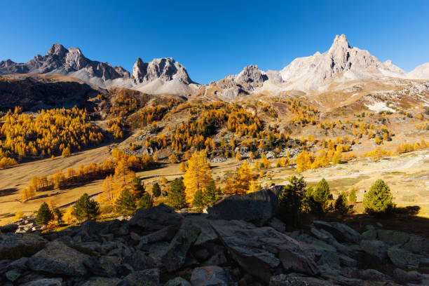 vallée de la clarée (francia) - european larch fotografías e imágenes de stock