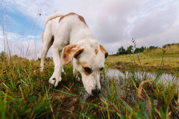 istock Dog Getting a Drink from Creek 875036758