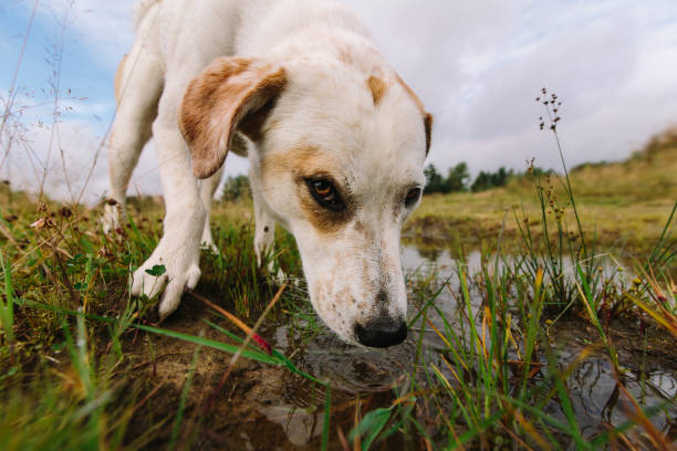 istock Dog Getting a Drink from Creek 875036786