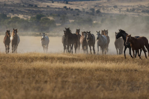 istock Herd of Wild Horses Running 875037058