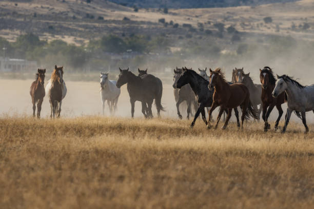 istock Herd of Wild Horses Running 875039112