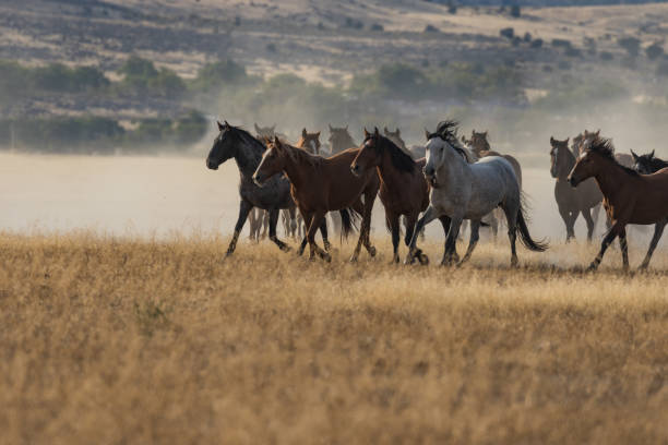 istock Herd of Wild Horses Running 875039114