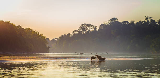 Manu National Park, Peru - August 06, 2017: Family of Capybara at the shores of the Amazon rainforest in Manu National Park, Peru stock photo