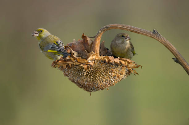 istock Green finch on a sunflower 875039418