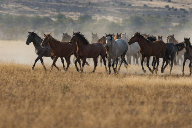 istock Herd of Wild Horses Running 875039690