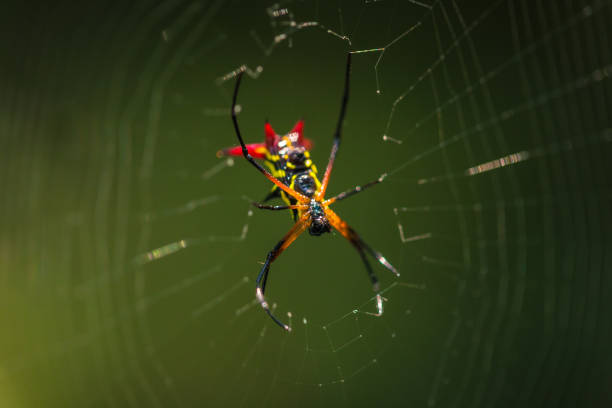 Manu National Park, Peru - August 07, 2017: Wild yellow spider in the Amazon rainforest of Manu National Park, Peru Manu National Park, Peru - August 07, 2017: Wild yellow spider in the Amazon rainforest of Manu National Park, Peru spider spider web large travel locations stock pictures, royalty-free photos & images